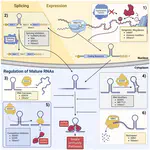 Suppression of double-stranded RNA sensing in cancer; molecular mechanisms and therapeutic potential