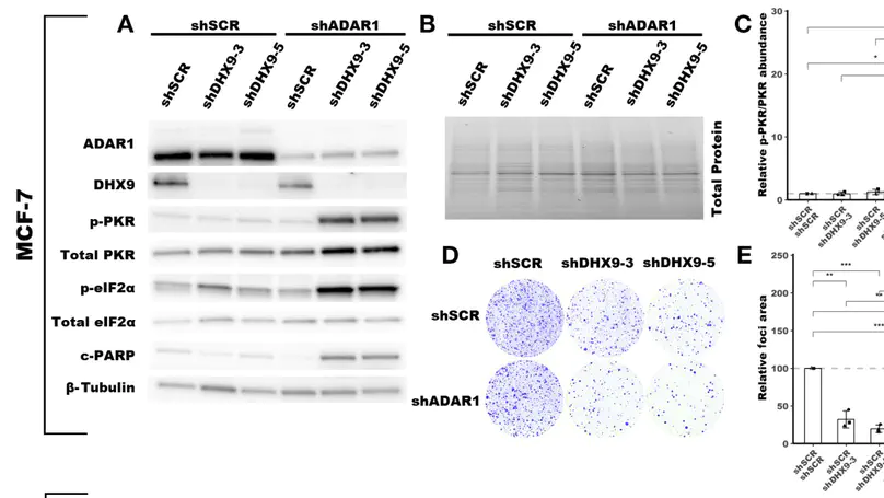 Induction of viral mimicry upon loss of DHX9 and ADAR1 in breast cancer cells