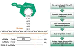 Urb-RIP – An Adaptable and Efficient Approach for Immunoprecipitation of RNAs and Associated RNAs/Proteins