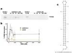 Activation of PKR by a short-hairpin RNA